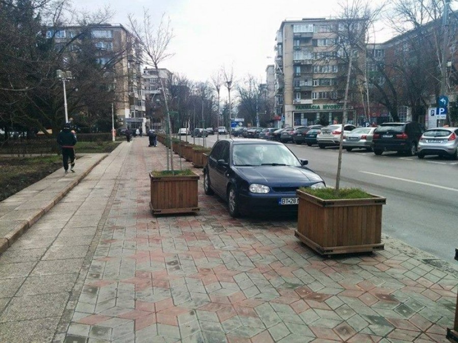 UPDATE/ Campania de "PLANTARE" de arbori în Galaţi continuă (FOTO)