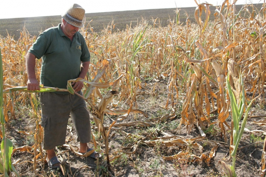 Despăgubirea fermierilor afectați de secetă
