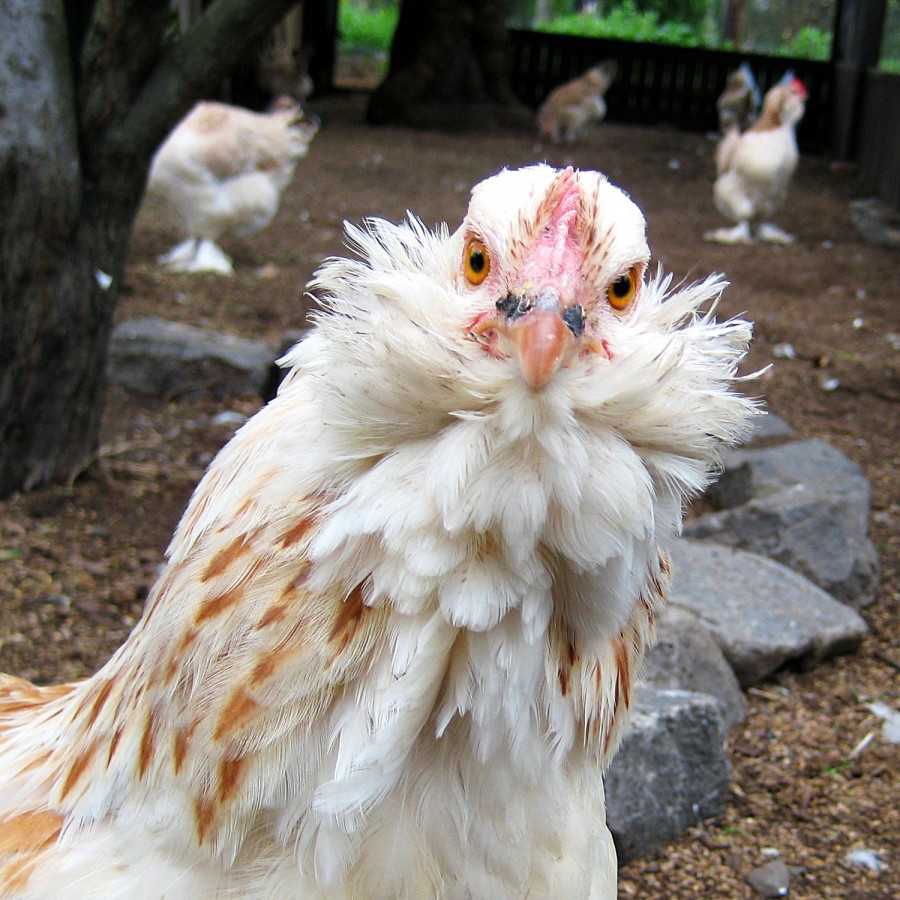 Păsările ne pot îmbolnăvi grav/ Risc de gripă și pseudopestă aviară! Iată ce trebuie să facem