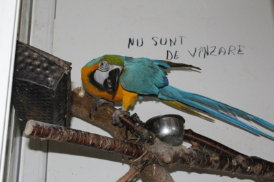 Cum a rămas Galaţiul fără piaţa de păsări