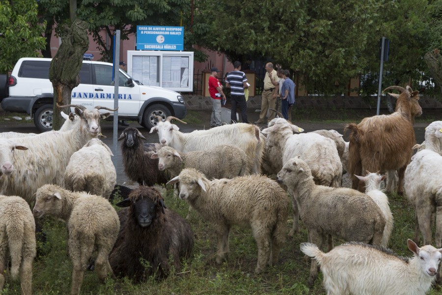 Protest inedit la Vârlezi: Cu oile în faţa Primăriei