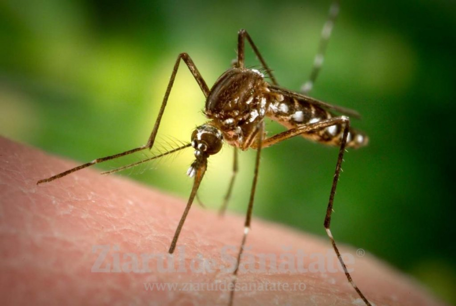 Alți trei gălățeni infectați cu virusul transmis de țânțari