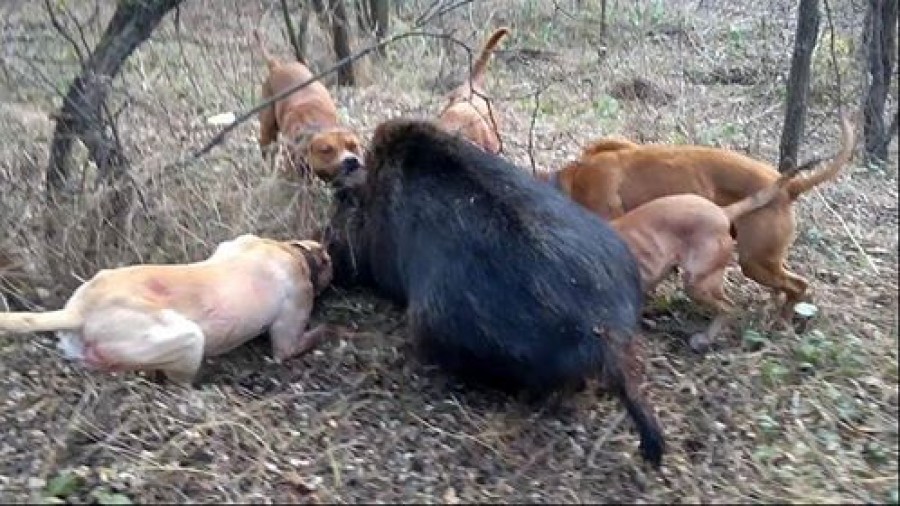 UPDATE/ Vânătoare barbară: Ucideau mistreţi cu câini de luptă. Patru suspecţi, arestaţi la domiciliu (VIDEO)