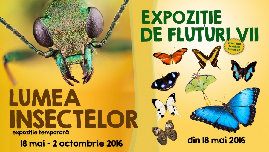 Dublu eveniment la Complexul Muzeal/ Expoziţie de fluturi vii şi insecte naturalizate