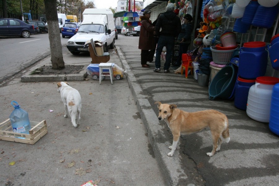 În cartierul Micro 16, câinii comunitari au ajuns să facă legea