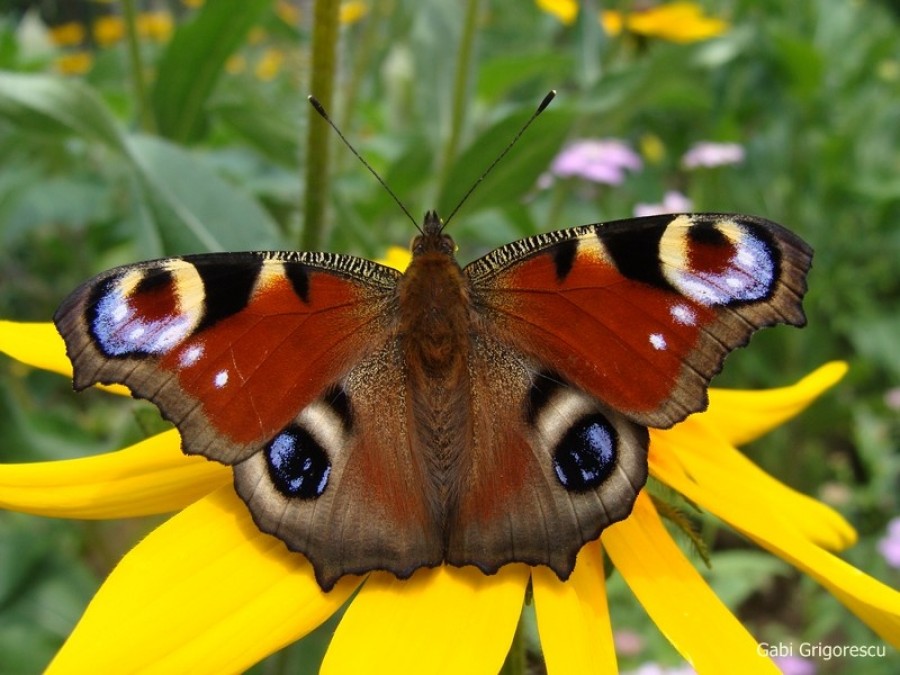 EXPONATUL LUNII la Complexul Muzeal de Ştiinţele Naturii: Fluturele "ochi de păun"