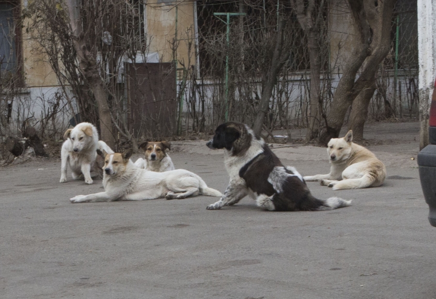 PRIN GALAŢI: Câinii fac legea printre blocuri