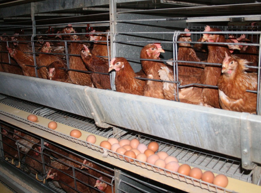 Campania VL "Ei ţin Galaţiul în viaţă"/ "Fabrica de ouă" împlineşte 14 ani de profit (FOTO)