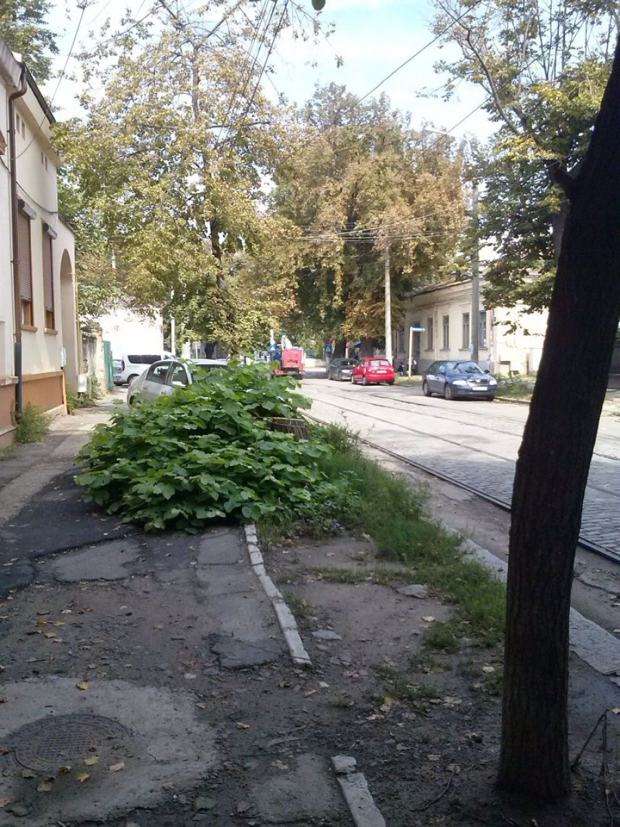 FOTO / Jungla urcă spre centrul Galaţiului. Buruienile ne atacă şi pe strada Mihai Bravu