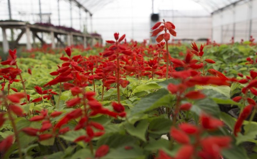 Două corole pe cap de gălăţean / S-au plantat peste 550.000 de flori în 2013