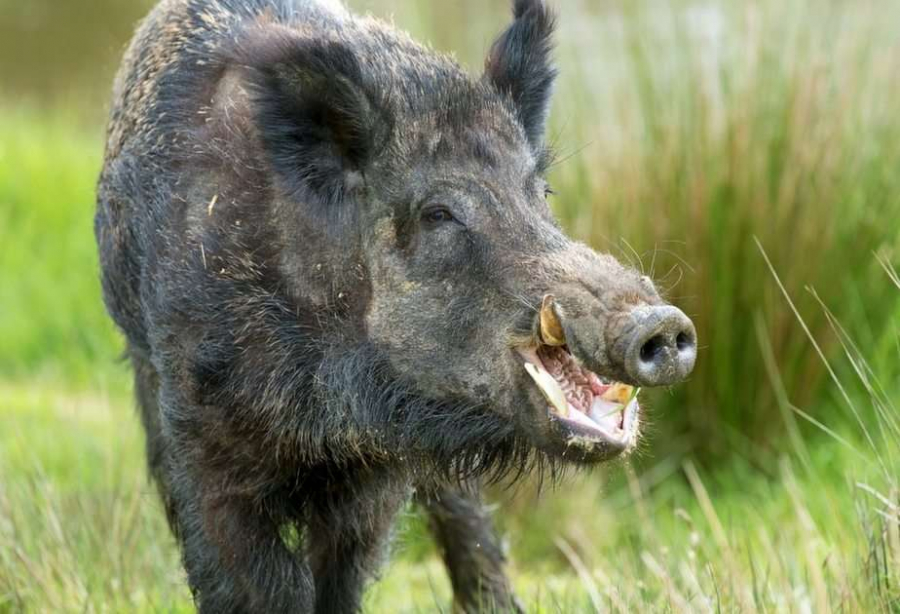 Pestă porcină africană, depistată la un mistreț din Brăila