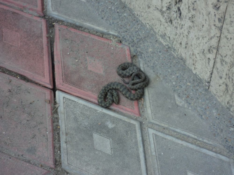 Un şarpe la Primăria municipiului Galaţi