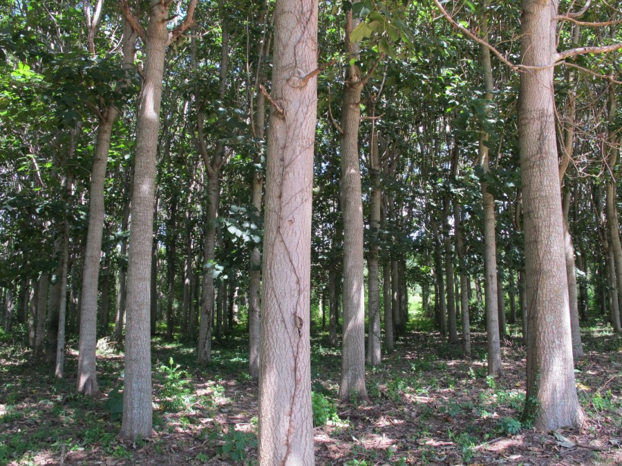 Plantaţiile de Paulownia - mirajul IMBOGĂŢIRII/ Cât câştigă gălăţenii care au investit în arborele cu LEMN PREŢIOS  