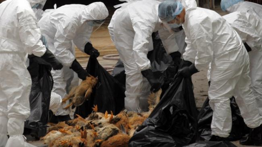 ÎNGRIJORĂTOR | O nouă suspiciune de gripă aviară