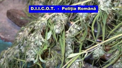 VIDEO | Zeci de kilograme de DROGURI, confiscate de DIICOT VIDEO | Zeci de kilograme de DROGURI, confiscate de DIICOT