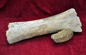 Fosile de mamut lânos