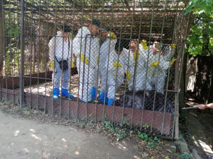 Medici veterinari au ucis, preventiv, toţi cei 21 de porci vietnamiezi de la ZOO