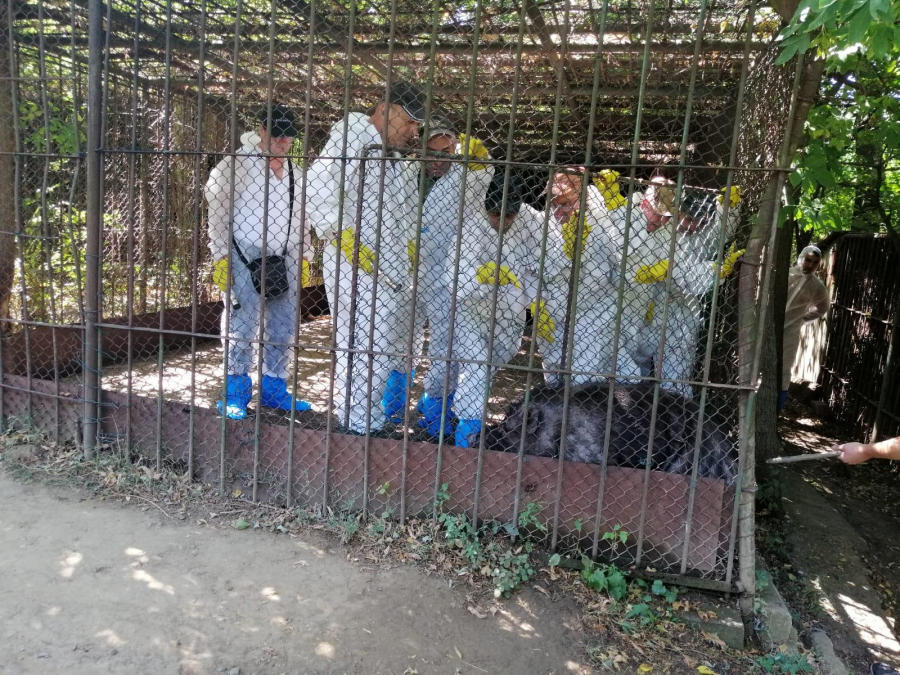 Porcii de la Grădina ZOO, uciși după infestarea cu pestă. 30 de focare confirmate până în prezent. ALERTĂ