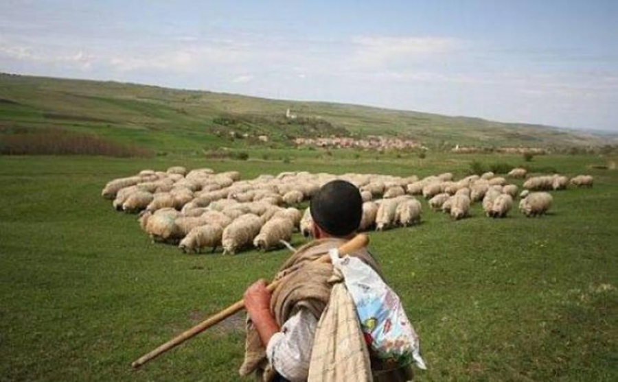 Doar oile se lasă conduse de ciobani
