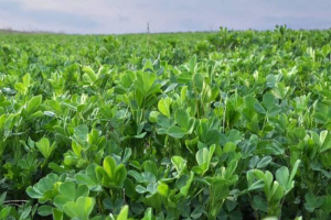 Tipuri de semințe de lucernă preferate de agricultori pentru culturi bogate