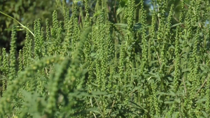 Iarba pârloagelor este considerată drept o plantă foarte alegenică