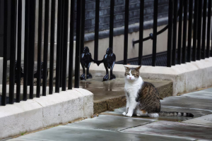 Motanul Larry, pregătit să-i ureze bun venit noului prim-ministru al Marii Britanii în Downing Street 10