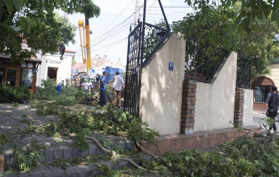 Istorie curăţată cu drujba/ Unul dintre copacii terasei Corso a fost toaletat