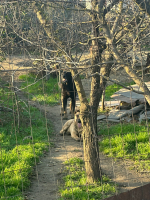 Gardul spart jandarmi așteaptă! Situație critică între doi vecini învrăjbiți de câini