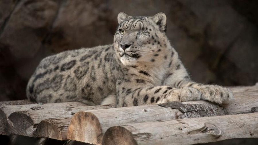 Leopard al zăpezilor, testat pozitiv la coronavirus