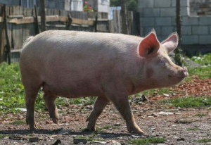 Vânzarea porcilor din gospodării nu va fi interzisă