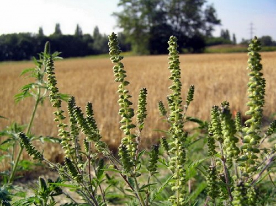 ATENŢIONARE/ Ambrozia, planta care poate provoca alergii