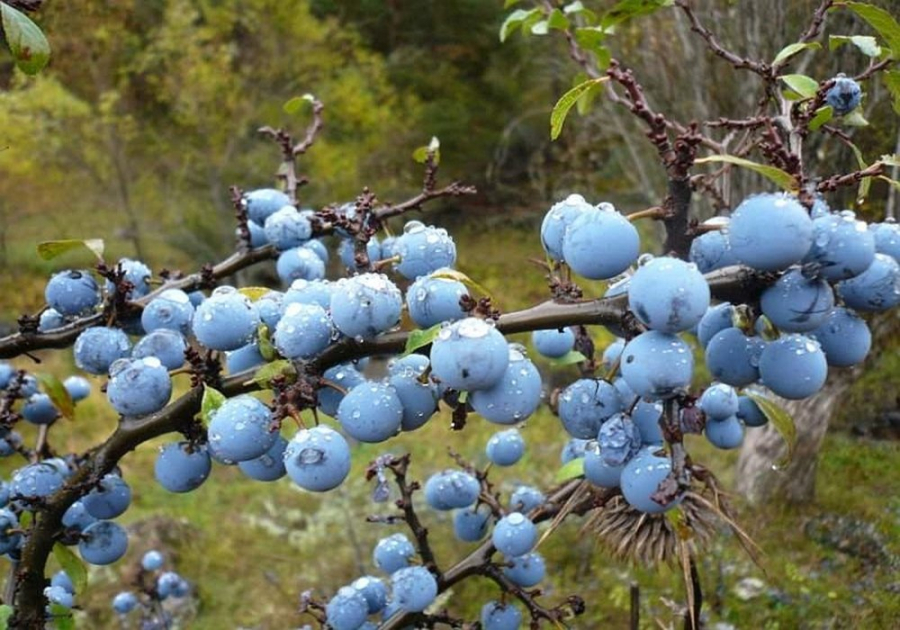 Porumbele, fructe sălbatice cu arome și beneficii surprinzătoare