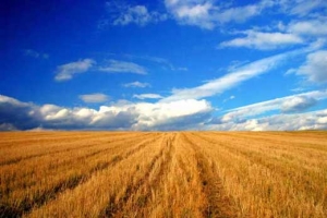 Agricultura va aduce 12 miliarde de euro în PIB, salvând economia în acest an