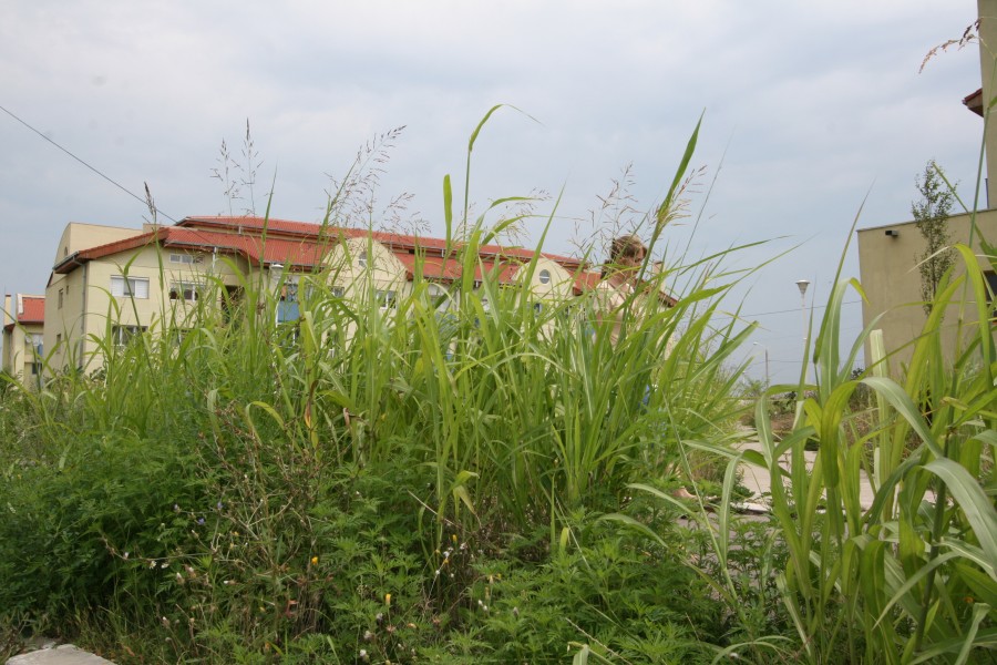 Agricultură în coasta cartierului Cantemir: Gălăţenii fac licitaţii pe „moşia” lui Bunea Stancu