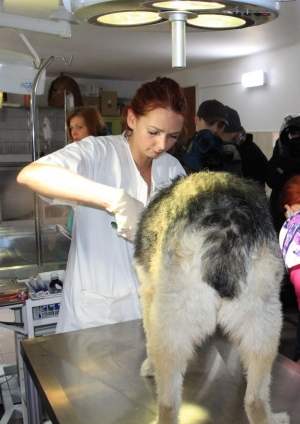 UNIC în Galați: ”Spitalul animalelor orfane”