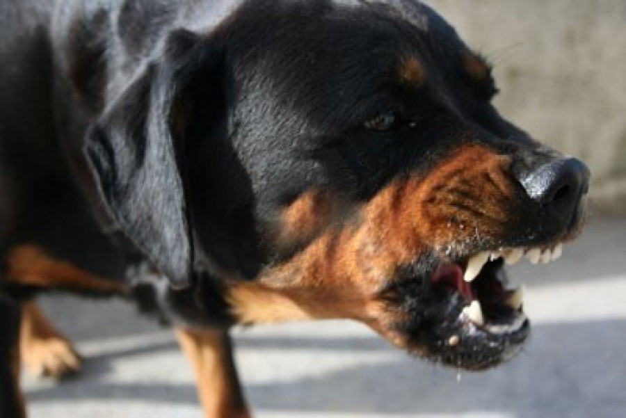 Câţi câini agresivi cresc ilegal gălăţenii?