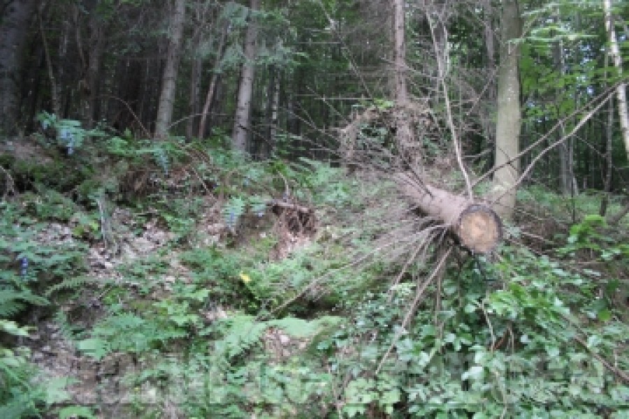 VRANCEA: Peste 450 de hectare de pădure, în paza... Domnului!