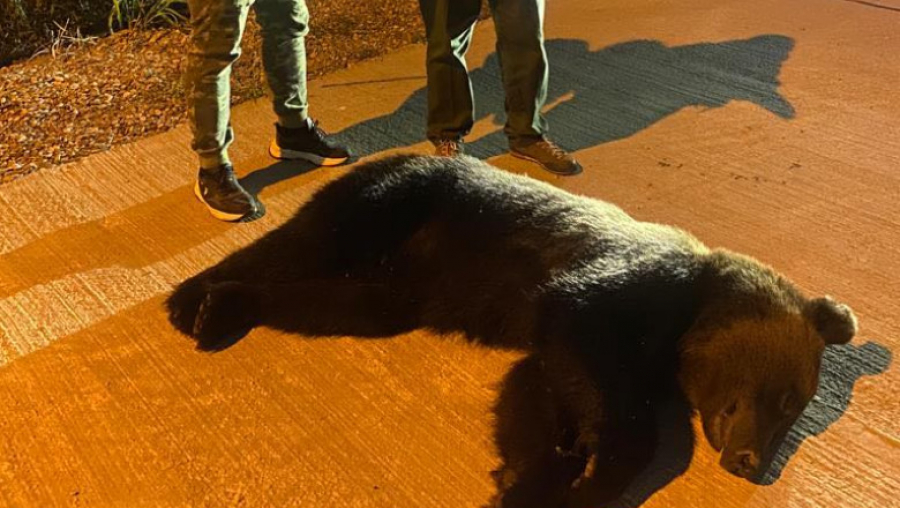 Ursul "Rambo" provoacă revoltă în Buzău