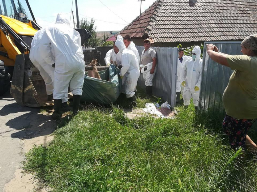 Peste 640 de focare de pestă porcină