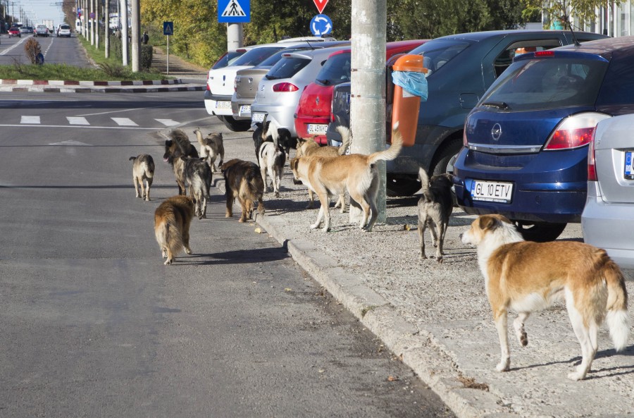 Rata de CAPTURARE a maidanezilor a crescut/ Câinii vor fi EUTANASIAȚI după umplerea padocului