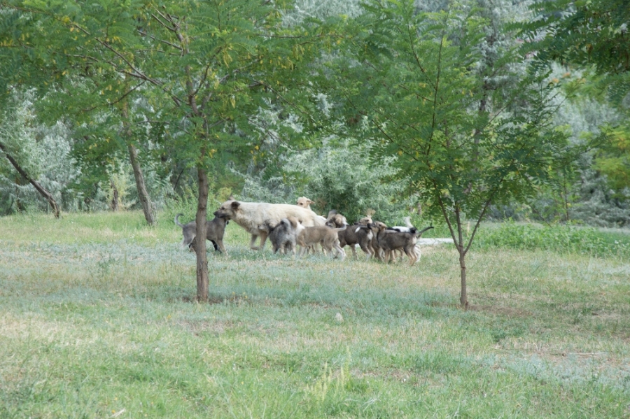 CE NU VĂ PLACE ÎN ORAŞUL GALAŢI? Parcul de la Selgros, locul unde haitele fac legea