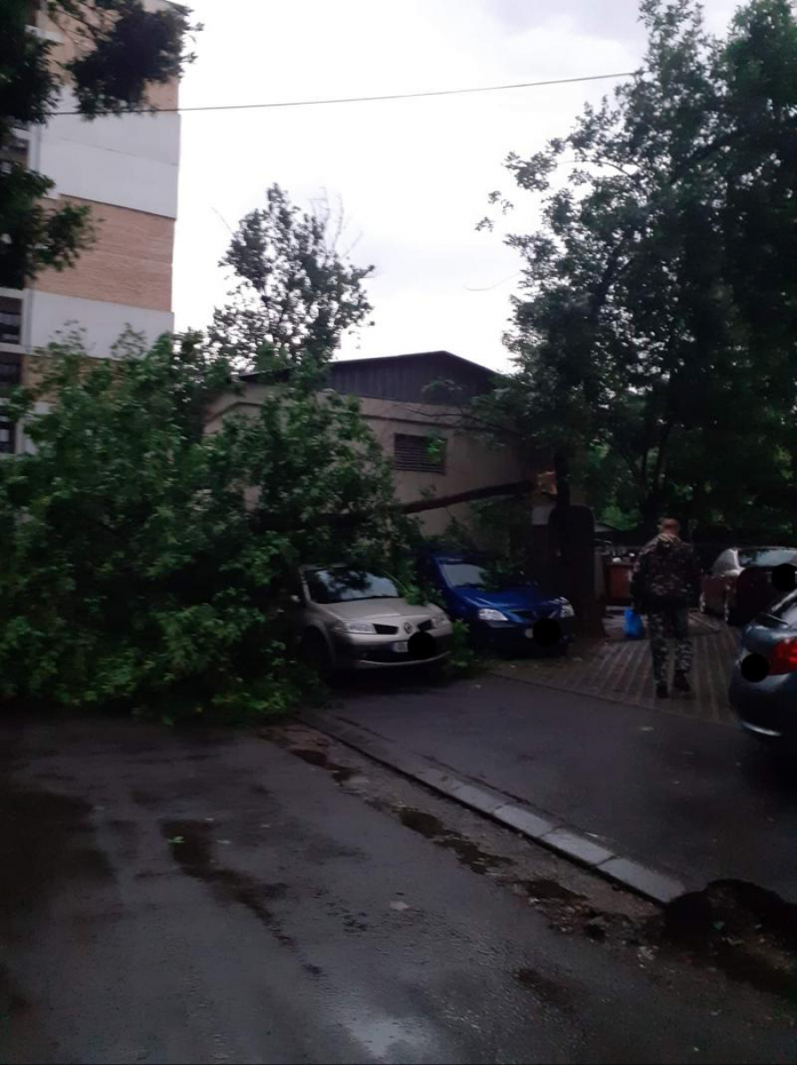 Intervenții pentru îndepărtarea arborilor doborâți