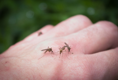 Şase cazuri confirmate de West Nile, la Galați