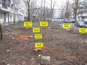 GOSPODĂRIRE URBANĂ Galați dă explicaţii privind ”măcelărirea” copacilor