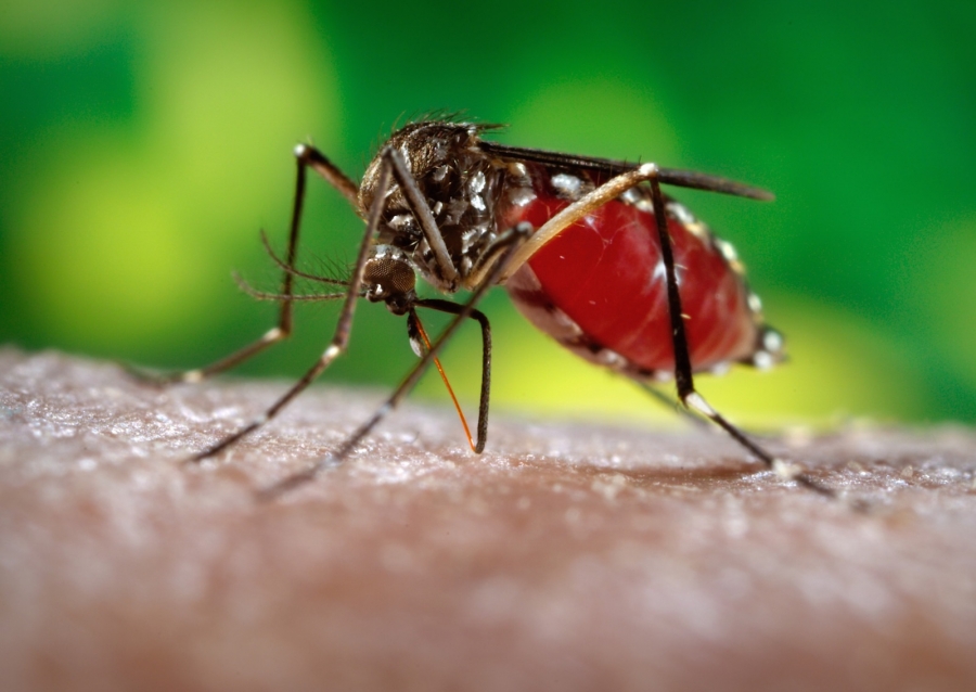 Ce este virusul Zika şi care sunt simptomele infectării. Recomandări ale Ministerului Sănătăţii