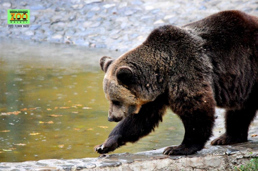 Ce PROGRAM va avea Grădina Zoologică