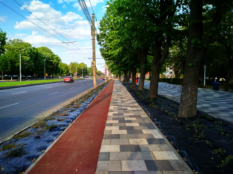 Plante ornamentale, pe strada Brăilei