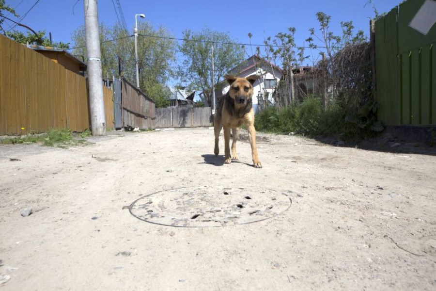 Uliţa uitată din zona Portului: Leului - strada pe care sunt stăpâni câinii