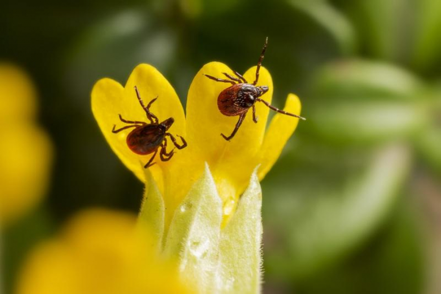 Intervenție la sol, împotriva insectelor dăunătoare