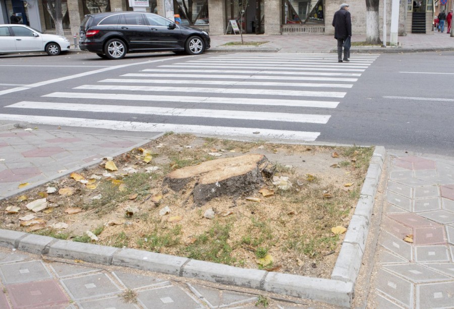 Anul acesta PLANTĂM şi noi ceva în Galaţi? Sau ne va lua şi primăvara pe nepregătite...